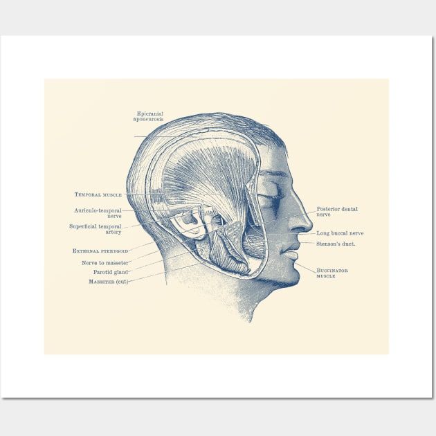 Face Muscular Diagram - Vintage Anatomy Print Wall Art by Vintage Anatomy Prints